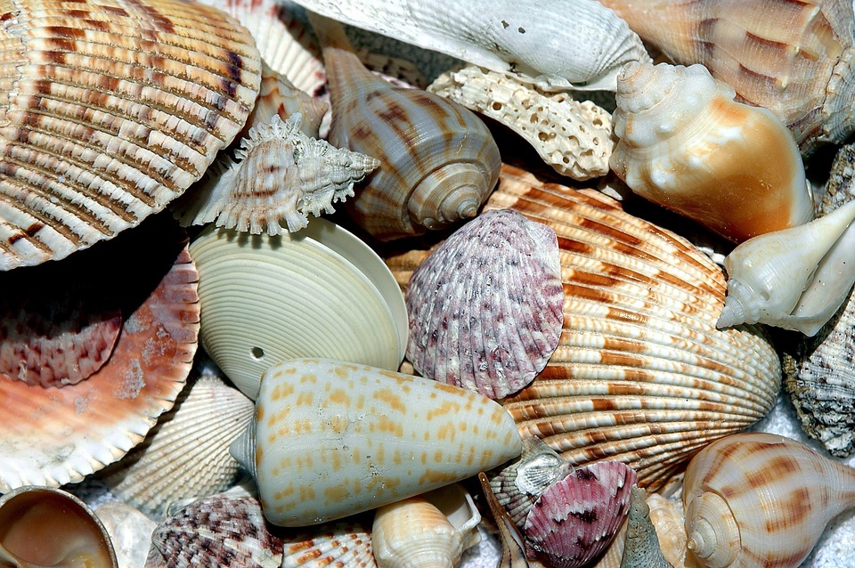 Unveiling Seashells: Exploring Types & Unique Characteristics