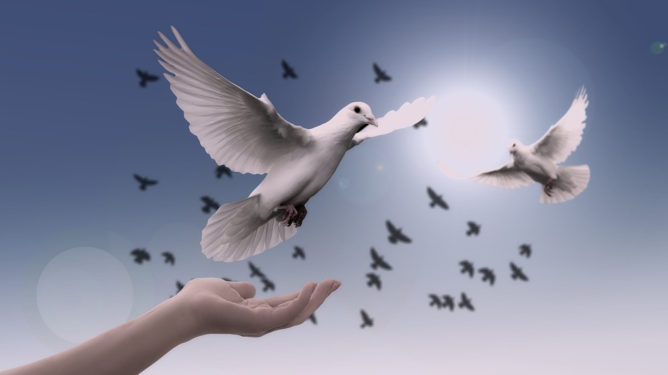 Doves, the peace makers